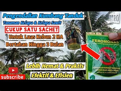 HARUS TEPAT Cara Memasang Feromon Perangkap Kumbang Tanduk Wawung