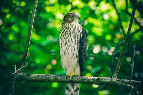 9 Species of Hawks in Oklahoma (Pictures) - Bird Feeder Hub