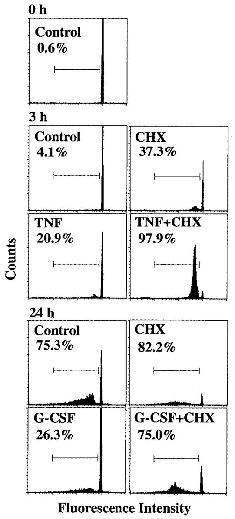 Effects Of Cycloheximide TNF And G CSF On DNA Fragmentation In