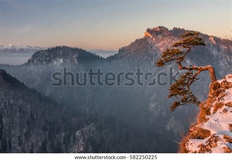 Dwarf Pine Tree On Sokolica Peak Stock Photo Shutterstock