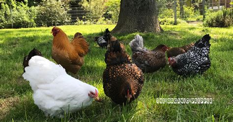 The Best Chicken Breeds For Your Homestead The Organic Prepper