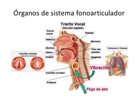 Anatomía Y Fisiología Del Sistema Fonoarticulador Imprimir