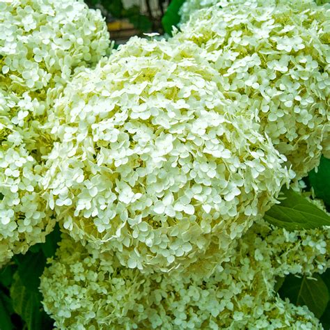 Types Of Hydrangeas And How To Identify Them 2024