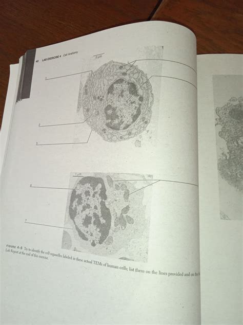 Answered 40 Lab Exercise 4 Cell Anatomy 1 Pm 2 Bartleby