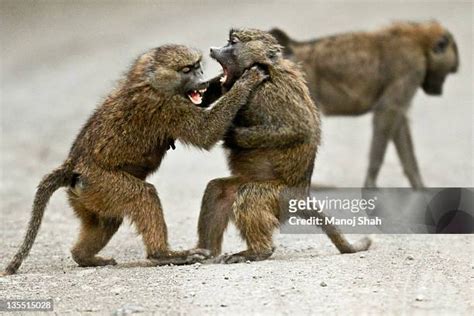 84 Baboons Fighting Stock Photos, High-Res Pictures, and Images - Getty Images