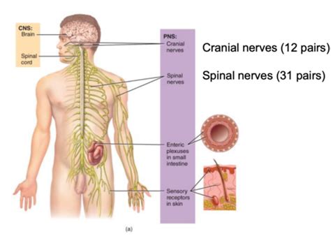 Nervous System Flashcards Quizlet