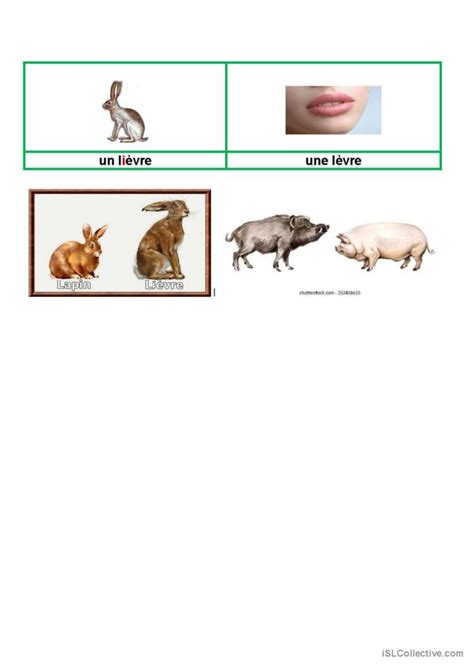 Les Animaux De La For T Dictionnaire English Esl Worksheets Pdf Doc