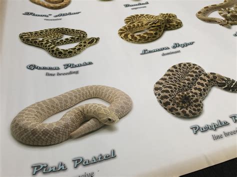 WESTERN HOGNOSE MORPHS POSTER