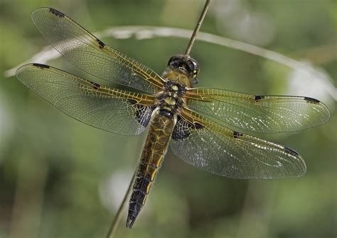 Four Spotted Chaser British Dragonfly Society