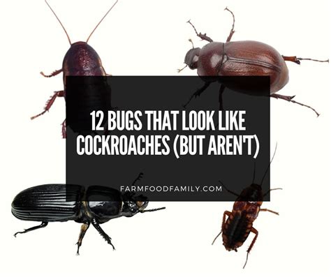 Bugs That Look Like Small Cockroaches Pestphobia