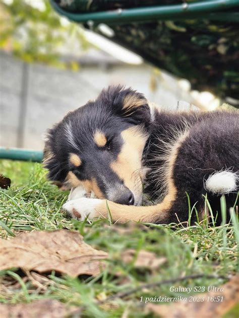 Owczarek Szkocki Collie Sunia Tricolor Bielowice Olx Pl