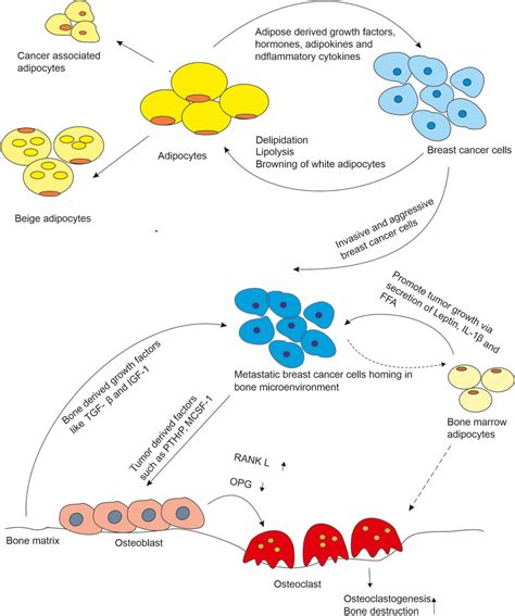 Schematic Representation Of The Interaction Of Adipocytes And Breast