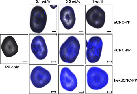 Typical Clsm Images Of Neat Pp Microparticles And Those Coated With