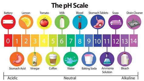 An Education Poster Of Ph Scale Vector Art At Vecteezy