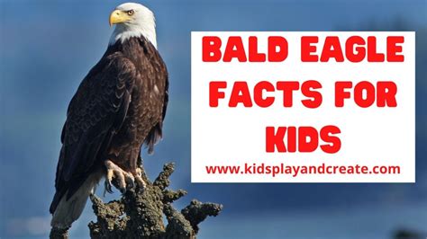 Bald Eagle Interesting Facts