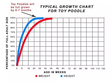 Toy Poodle Weight And Height Chart