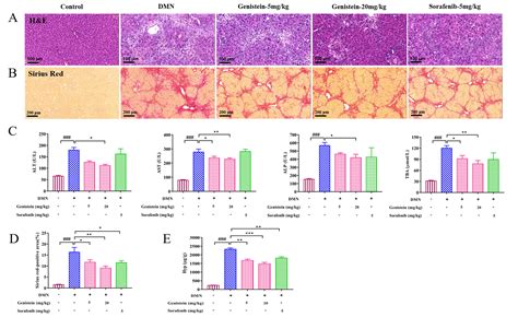 Hepatoprotective Effect Of Genistein Against Dimethylnitrosamine