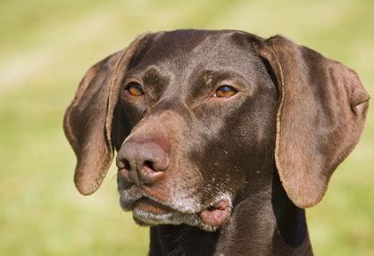 German Shorthaired Pointer Temperament, Price & Puppy Info