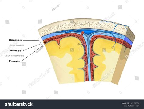 Brain Meninges Dura Mater Arachnoid Pia Ilustra Es Stock