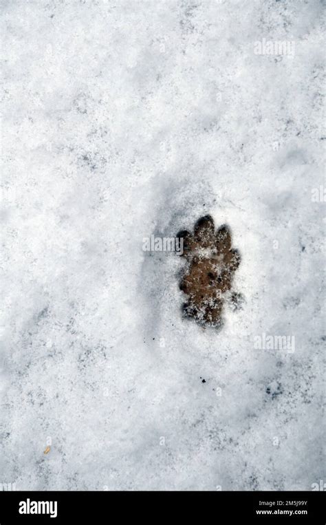 Cat Paw Prints In Fresh Snow Stock Photo Alamy