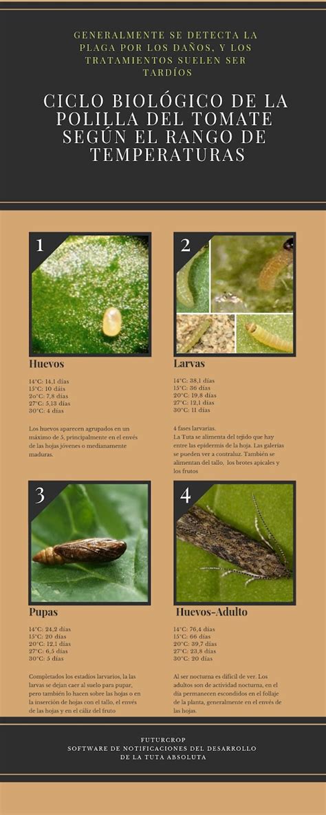 Control Biológico De La Tuta Absoluta Futurcrop