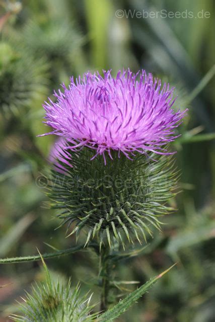 Cirsium vulgare, Spear Thistle - Seeds - plants - dried herbs