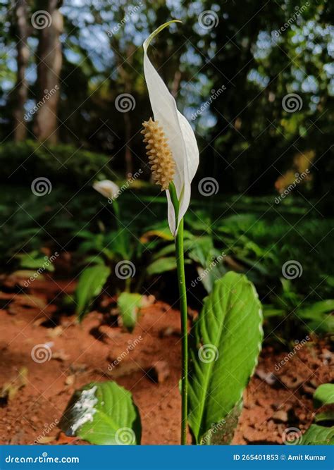 White peace lily stock image. Image of world, white - 265401853