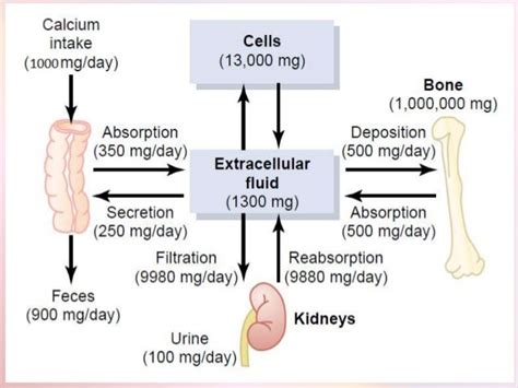 Calcium metabolism