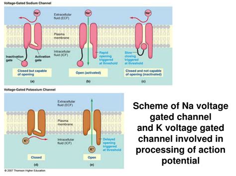 Ppt Biophysics Of Action Potential Synapse Powerpoint Presentation