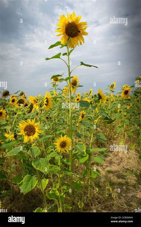 Tall sunflower among field of small sunflowers. Tall concept or growth ...