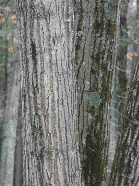 Black Oak Vs Red Oak Superb Distinctive Characteristics Hobbydisiac