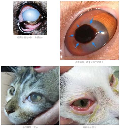 猫咪突然一只眼睛发红睁不开？警惕角膜炎5种常见症状 知乎