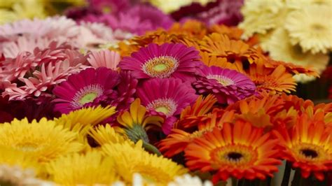 Dümmen Orange Integriert Sommerzeit Gerbera Zeit Gabot de