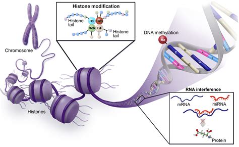 Epigenetic Mechanisms Emerging Therapeutic Targets For Blood Disorders