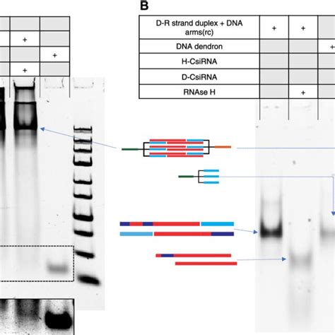 Cleavage Of Csirnas By Dicer And Rnase H A Native Page Stained By