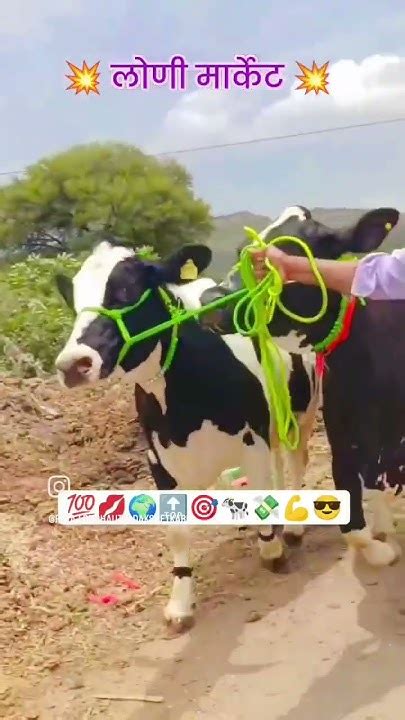 व्हिडिओ आवडला असेल तर नक्की Subscribe Kara योग्य दरात गाय खरेदी करून मिळेल लोणचं Cow