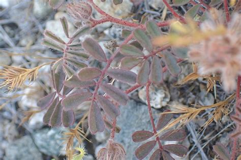 Hairy Prairie Clover From South Mountain Village Phoenix Az Usa On