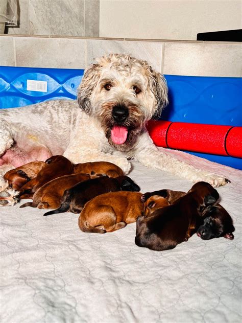 Soft Coated Wheaten Terrier Puppies For Sale In Illinois