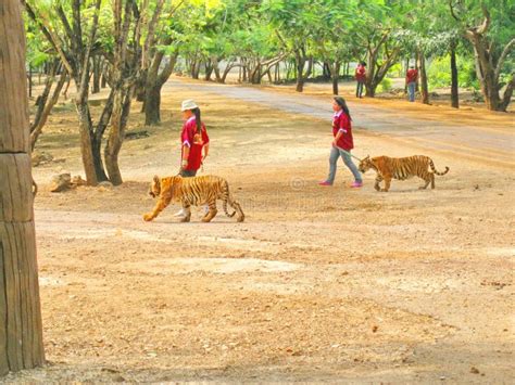 KANCHANABURI, THAILAND - April 25, 2017 Tiger in Tiger Temple ...