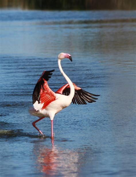 Flamingo Dance Foto And Bild Tiere Wildlife Tierdetails Bilder Auf