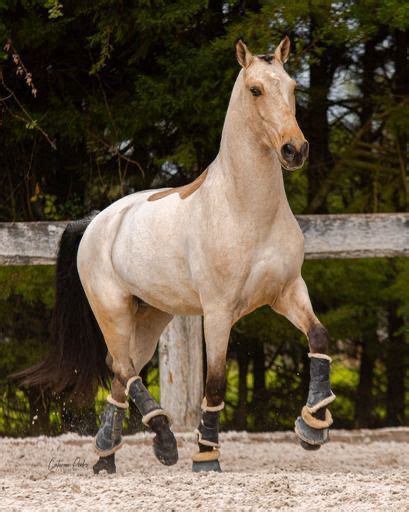 Cavalo Castrado 7 Anos Palmela OLX Portugal