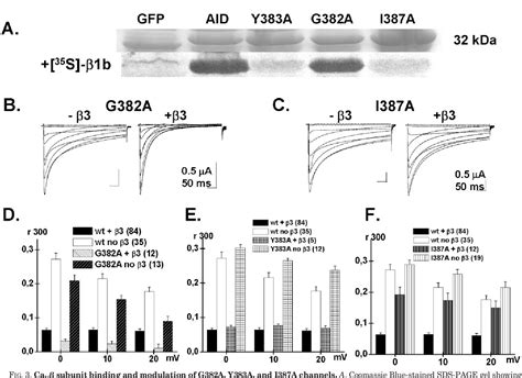 PDF The C Terminal Residues In The Alpha Interacting Domain AID