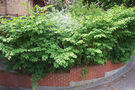 🏡 How To Identify Japanese Knotweed During Each Season A Guide