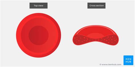 Erythrocytes Histology Structure Function Life Cycle Kenhub