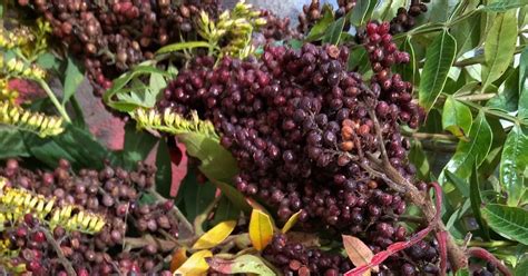 Pantry Keeping Weeds That Are Actually Medicine Sumac