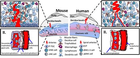 Frontiers Uterine Natural Killer Cell Heterogeneity Lessons From