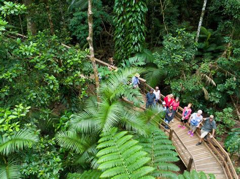 Daintree Cape Tribulation Tours BTBS