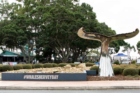 Hervey Bay Whale Festival 2022 By Glenn Morris Photography Taking Photos