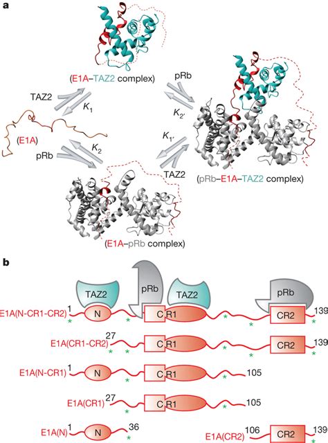 Folding Of The Intrinsically Disordered Protein E1A Induced By Binding