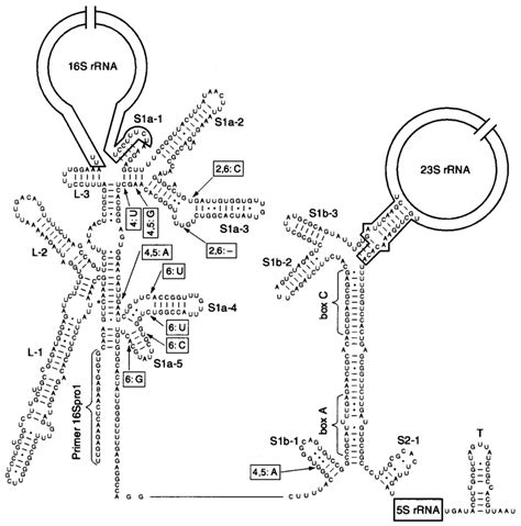 Proposed Secondary Structure Model Of The Primary Rna Transcript Of The